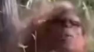 Screen capture from MANIMAL CRITTER