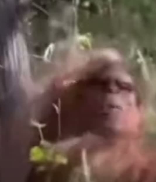 Screen capture from MANIMAL CRITTER