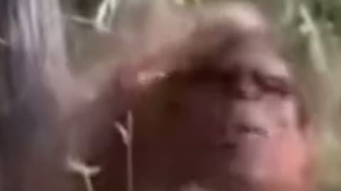 Screen capture from MANIMAL CRITTER