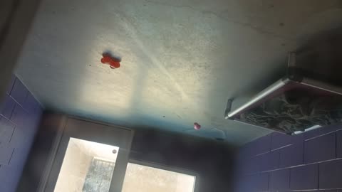 Ember 1y Pet Id 945290 kennel big room 1 HSSAZ shelter my line of sight is distorted20250627_124