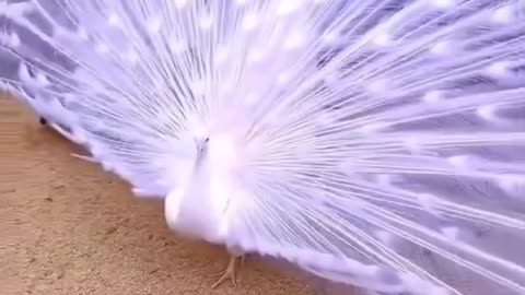 beautiful birds in nature – compilation 🐦🌳