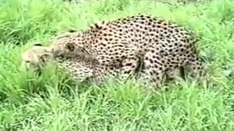 Dangerous Cheetahs & Mating