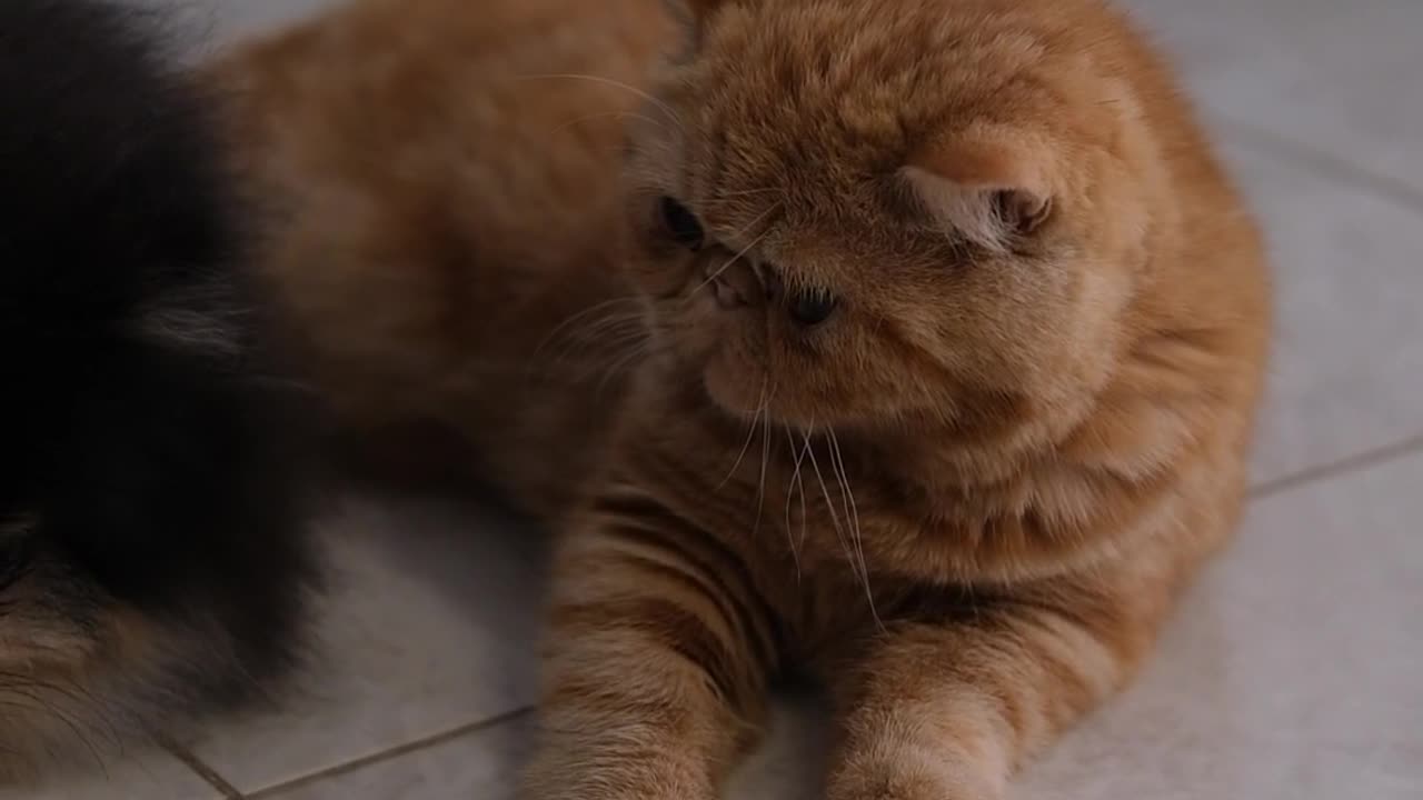 Cat . Cute cat playing with a dog . Cuties 🥰