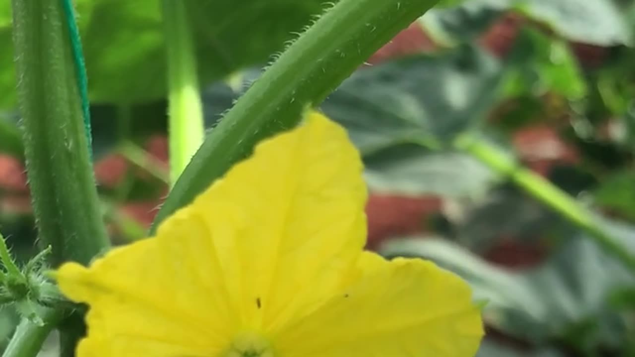 Cucumber flower and thrips