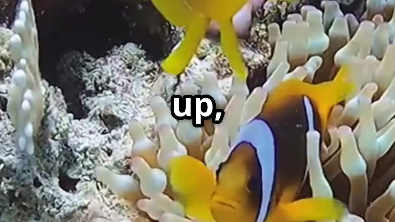 🐠 Clownfish The Gender Swapping Stars of the Reef 🐠