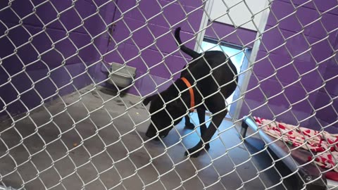 Joaquin 3y Pet Id 947340 kennel 24 HSSAZ shelter_20250613_152559221
