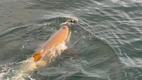 Antarctic Orca Pod Hunts Down Penguin
