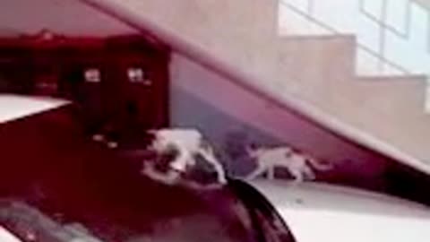 😻🐱 Playful Cat Kittens 🐾 Sliding on Car Windshield 🐾 | 🧠 Feline Behavior | 3M TV Cat Series