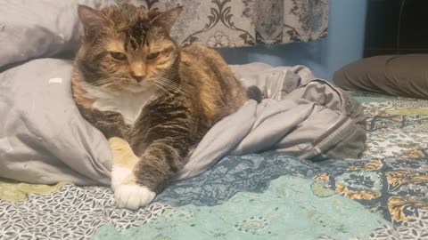 Meet the Happy Cat: A Day of Groundbreaking Cuteness and Cozy Snuggles