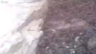 Swarmed