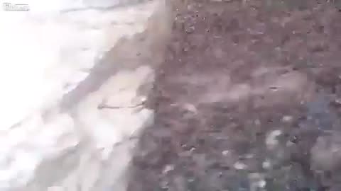 Swarmed