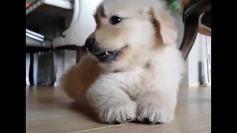 Baby animal completion