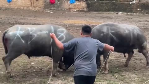 Bull Show