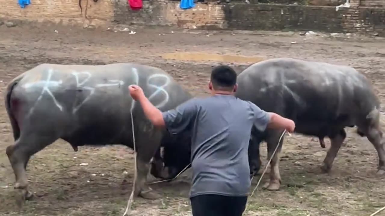 Bull Show