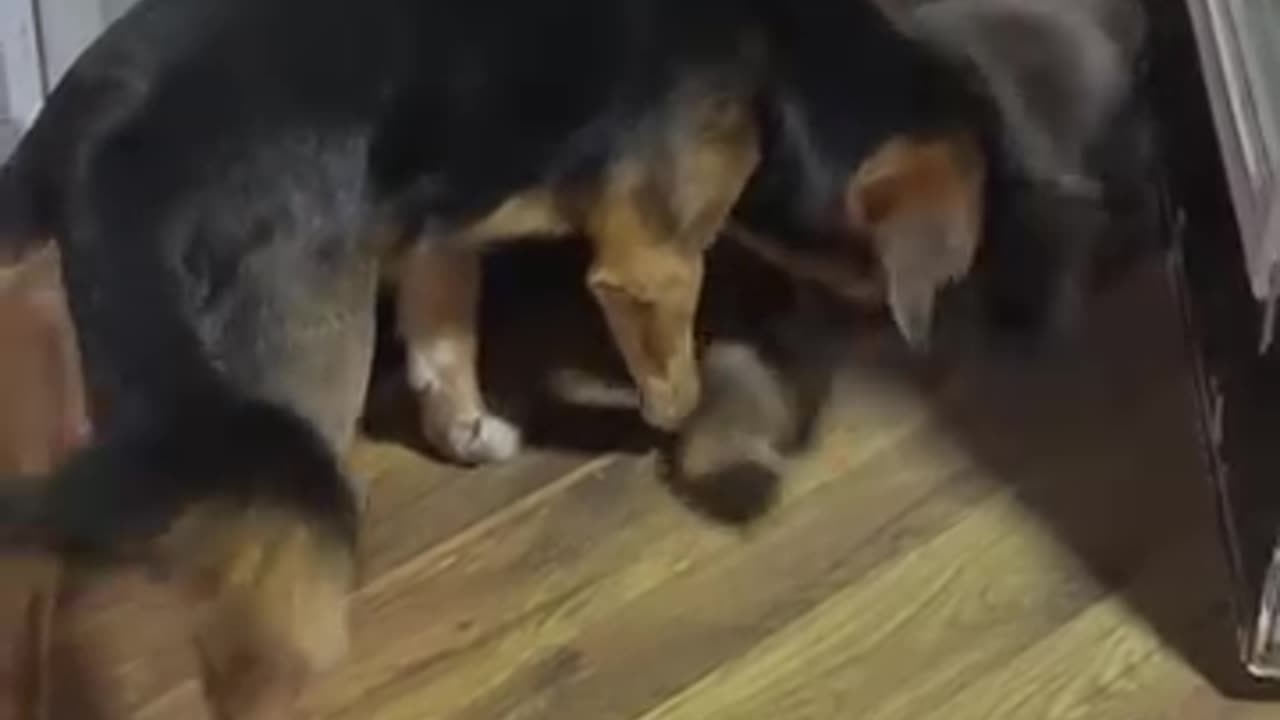 Racoon Visits With Playful Pup