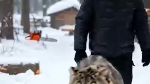 animals