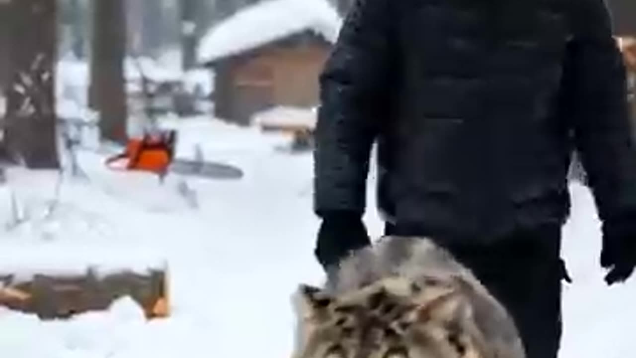 animals