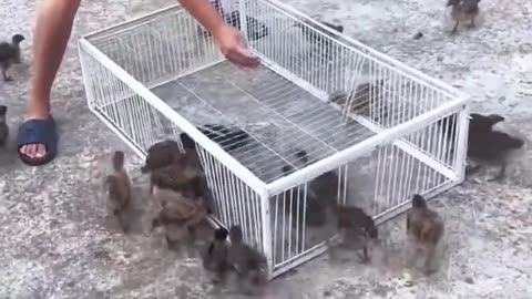 Testing a Simple Bird Trap