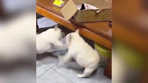 Just Happy Funny Cat