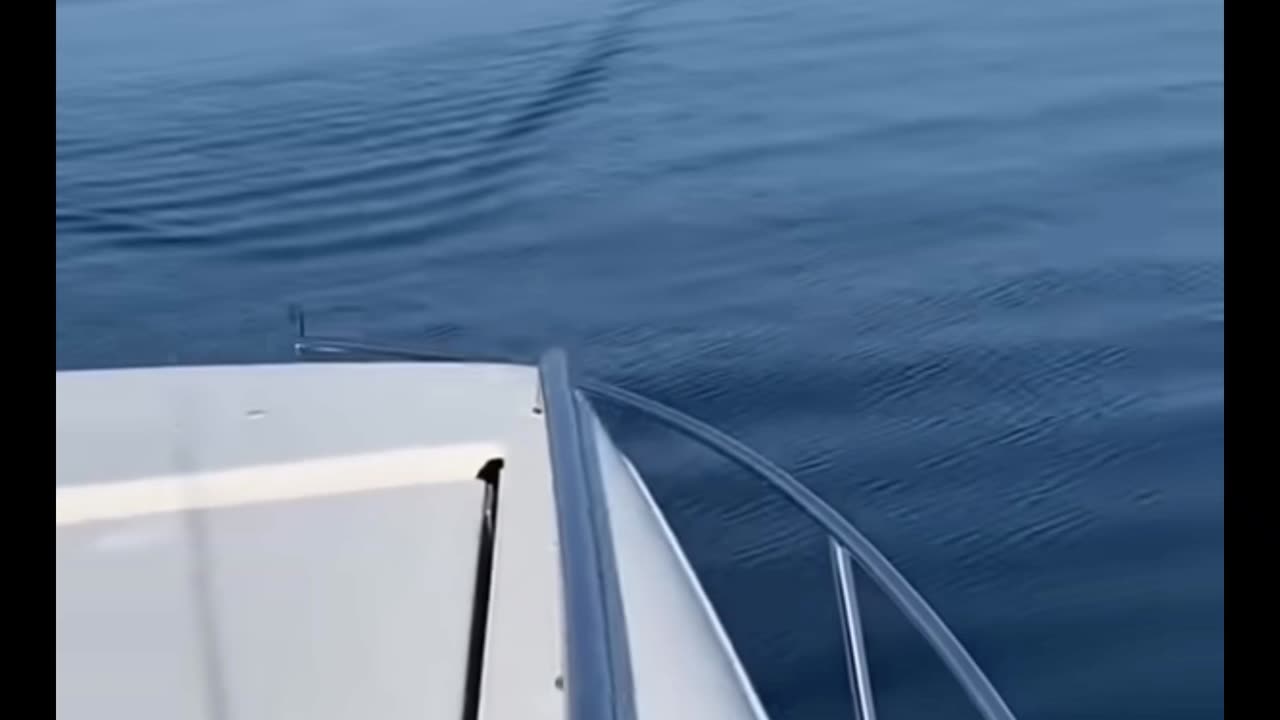 elephant shark