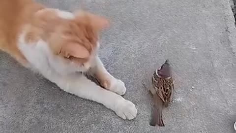 Brown cat helping a wounded sparrow گولڈن بلی اور زخمی چڑیا