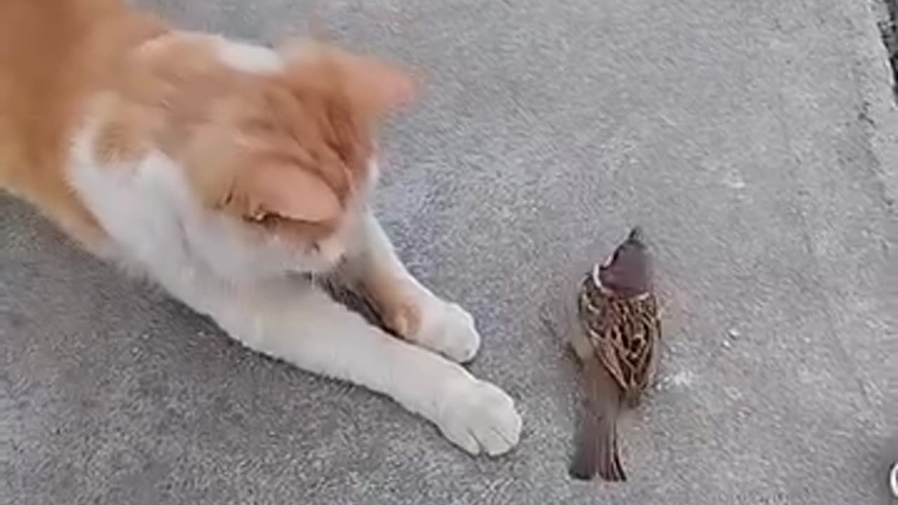 Brown cat helping a wounded sparrow گولڈن بلی اور زخمی چڑیا