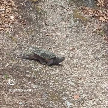 Snapping Turtle's Rugged Journey to Hidden Lake Captivates Nature Lovers!