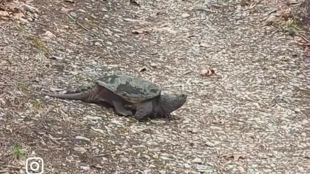 Snapping Turtle's Rugged Journey to Hidden Lake Captivates Nature Lovers!