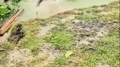 Funny videos
