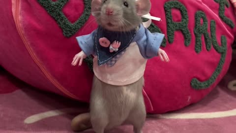 The master chef is here! #Pets