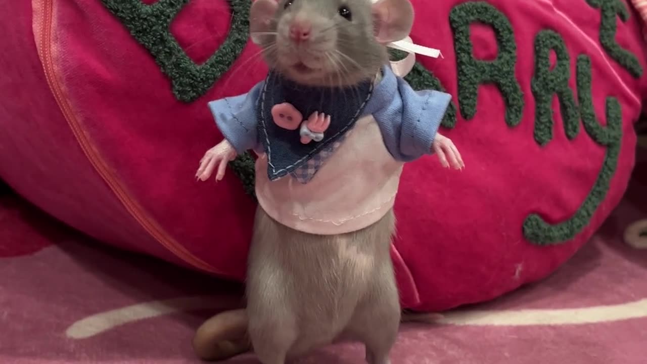 The master chef is here! #Pets