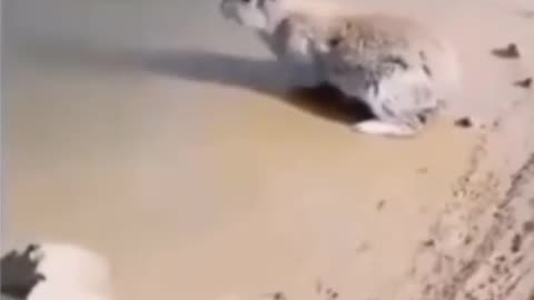 Just now finding out that rabbits can swim..Also learned their ears go into swim mode when they do