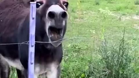 Donkey falls on its back and start laughing at itself! 😂
