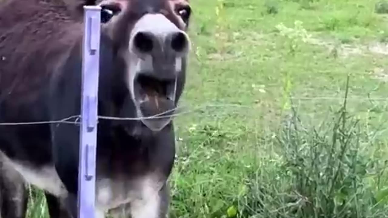 Donkey falls on its back and start laughing at itself! 😂
