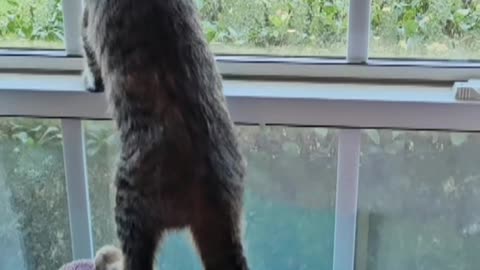 Kitten Miscalculates Her Step
