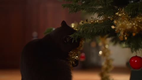 Cute Animal Ep53