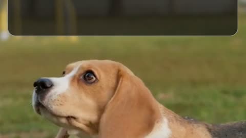 🎥 Airedale Terrier – Der König der Terrier 👑🐶#tiere #deutsch #goodnews