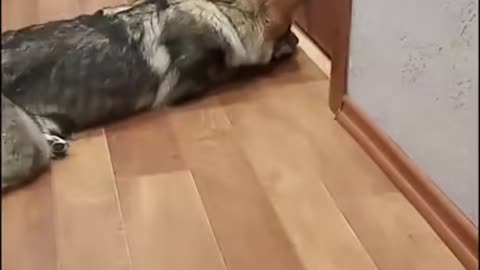 Cat Enter only