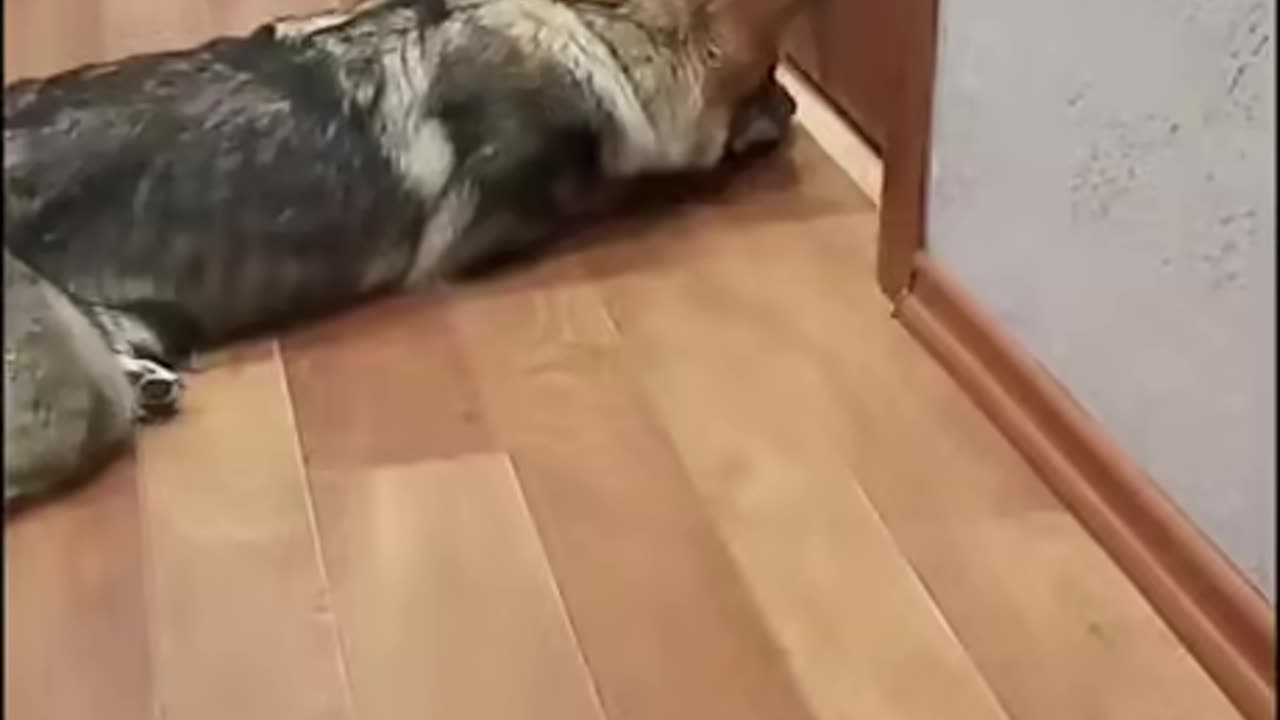 Cat Enter only