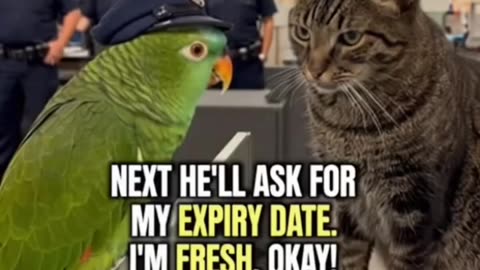 Parrot Checks My Meat Like a Premium Steak 😂🦜🥩 #papagoiecho #talkingparot #parrot #funny #birds