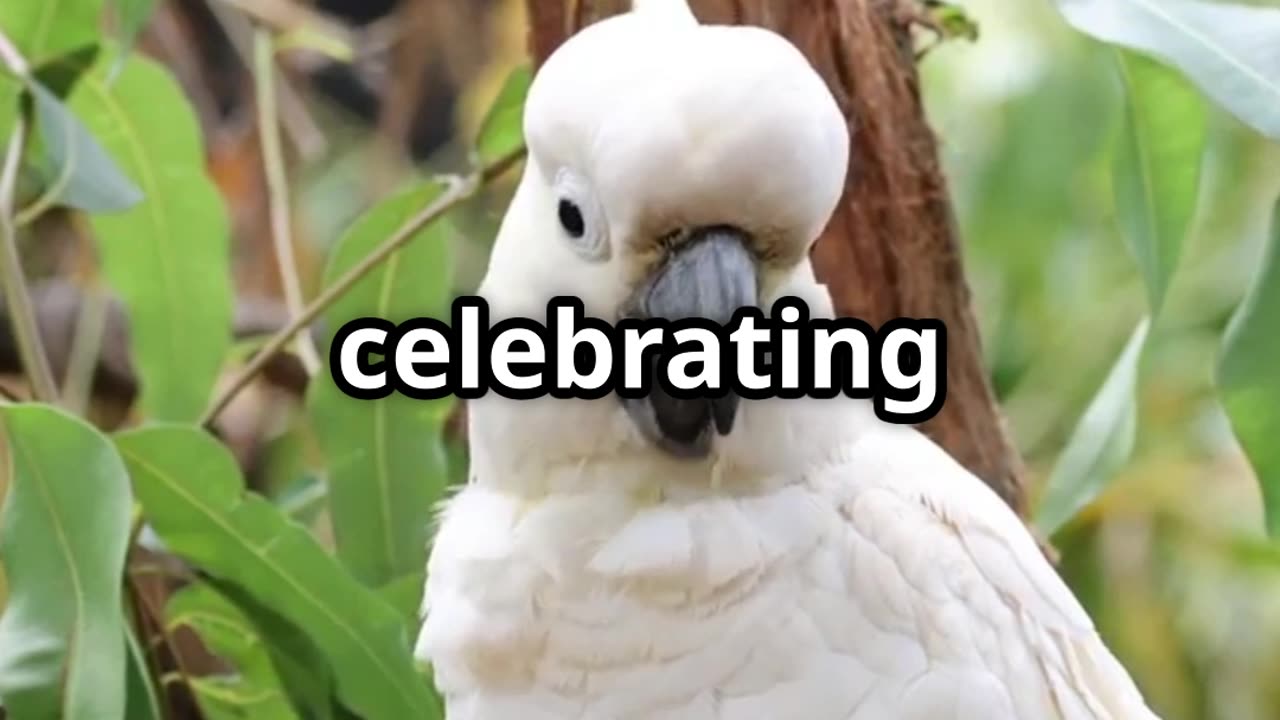 🕺🦜 Cockatoos Can Dance to Music! 🎶🦜
