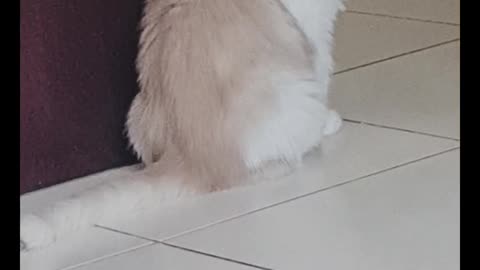 Mimi cat lifestyle