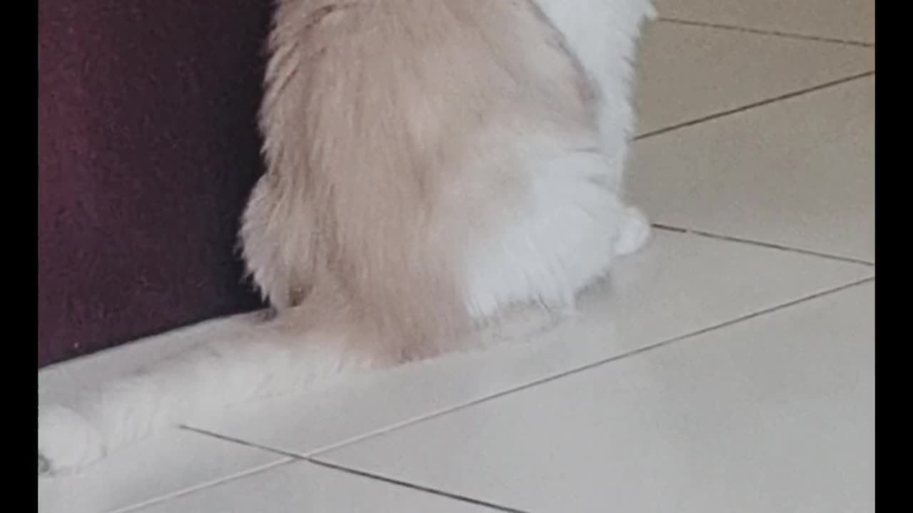 Mimi cat lifestyle