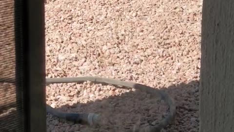 Thirsty Road Runner