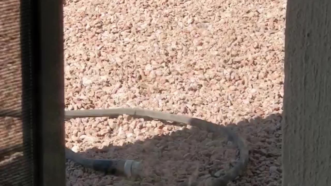 Thirsty Road Runner