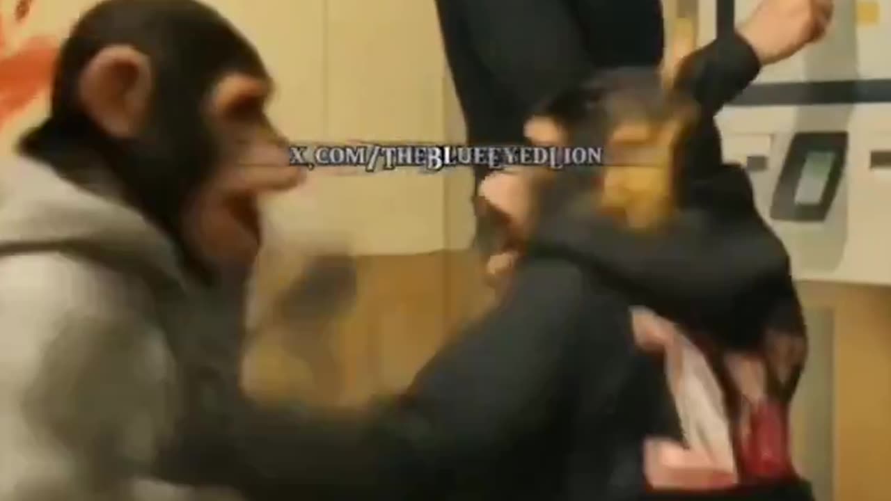 When youre going about your day but youre forced to witness a chimp out