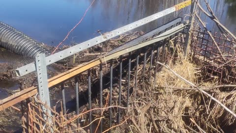 May 2, 2025 - Beaver trapping