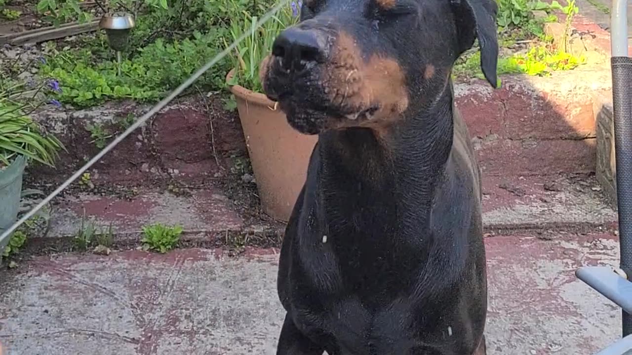 Crazy doberman water fight