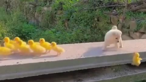 Follow the Leader... Puppy Edition! 🐶🦆