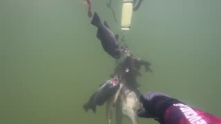 2025 - Spearfishing for Rockfish, Perch, and Lingcod
